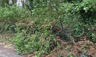 Fallen Tree
